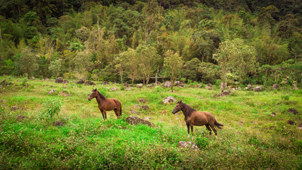 Brown horses walking through humid forest. There is a lot of vegetation around them