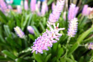 Closeup beautiful flower in the garden of landmark.