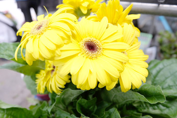 Closeup beautiful flower in the garden of landmark.