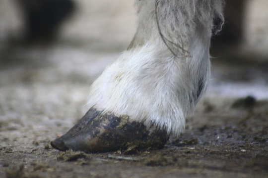 cow's hoof extreme close up