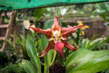 Naklejka na ściany i meble Big Red Orchid in full bloom