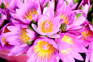 Obraz premium Closeup beautiful flower in the garden of landmark.