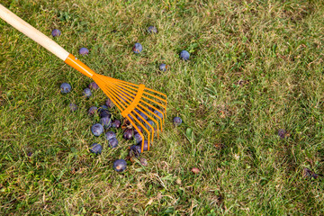 Using leaf rake to sweep old soft rotten gone bad plums together from green grass in garden.