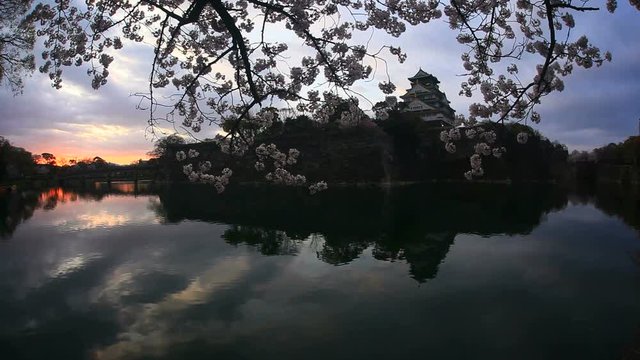 Cherry blossom branches over moat of Osaka Castle at sunrise