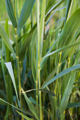 green grass close-up, place for inscription