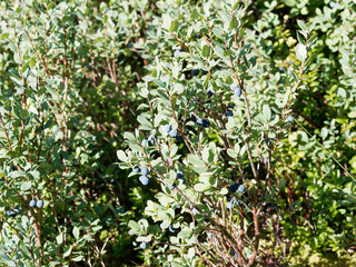 Reife Heidelbeeren am Strauch | Vaccinium myrtillus