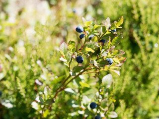 Reife Heidelbeeren am Strauch | Vaccinium myrtillus