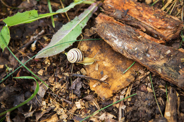 small striped snail creeps through the tree trunk