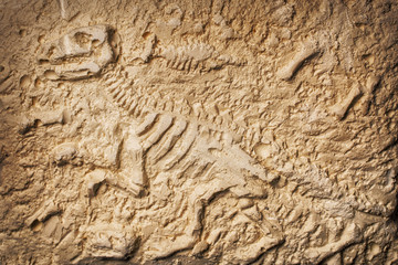 Dinosaur fossil on stone background
