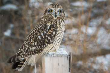Short eared owl in Canada