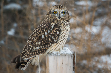 Short eared owl in Canada