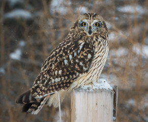 Short eared owl in Canada