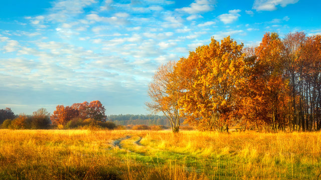Autumn nature. October landscape on sunny bright day. Colorful trees on beautiful meadow in morning