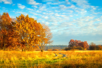 Beautiful autumn landscape. Yellow foliage on trees.  Fall. Autumnal meadow with colorful trees.