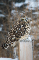 Short eared owl in Canada