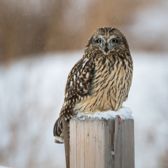 Short eared owl in Canada