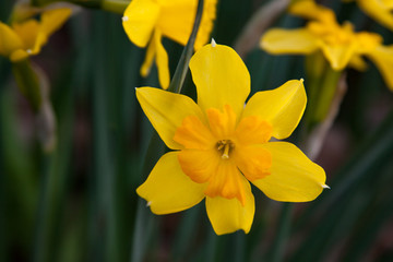 Fototapeta premium daffodils in garden