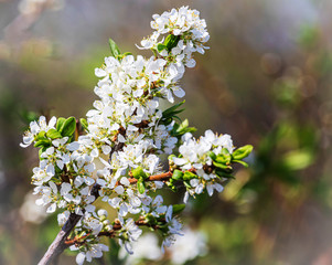 flowering cherry branch in the garden on a spring day