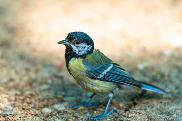 Great tit (Parus major), a passerine bird in the tit family Paridae. Closeup with selective focus.