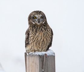 Short eared owl in Canada