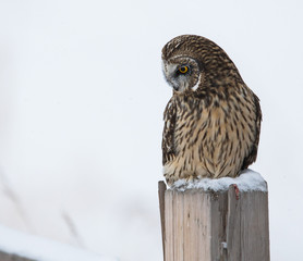 Short eared owl in Canada