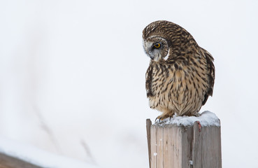 Short eared owl in Canada