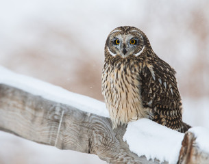 Short eared owl in Canada