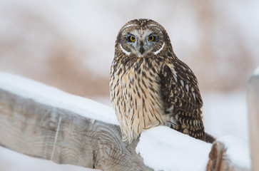 Short eared owl in Canada