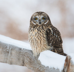 Short eared owl in Canada