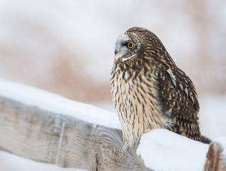 Short eared owl in Canada