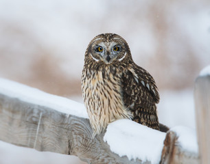 Short eared owl in Canada