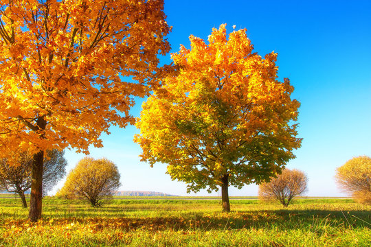 Vivid autumn scene. Yellow trees on sunny meadow. Sunny morning landscape of beautiful autumn