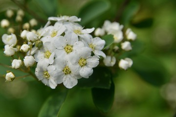 Spring; White tiny flowers, a caprice of nature