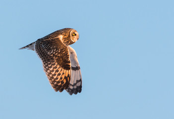 Short eared owl in Canada