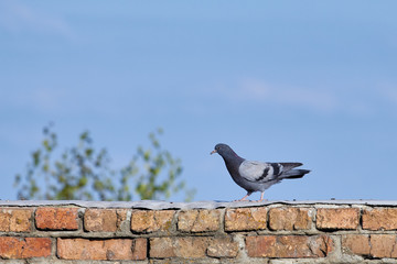 The bird flies on a background of blue sky