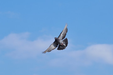 The bird flies on a background of blue sky