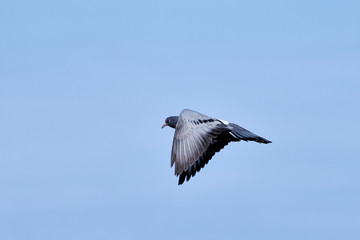 The bird flies on a background of blue sky