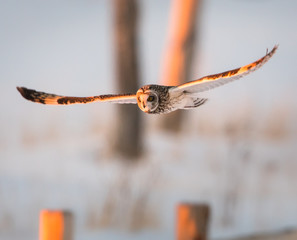 Short eared owl in Canada