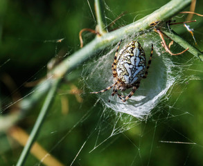spider