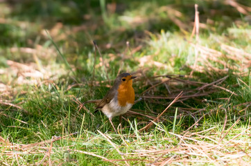 Colorful bird looking for food by the grass and among the pines