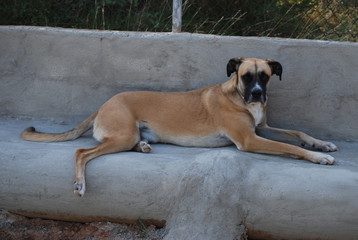 Boxer Cross Mix Canine, Dog Portrait