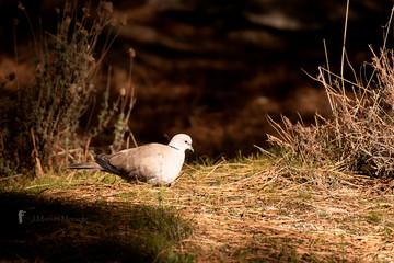 pigeon resting in the sun with wings raised