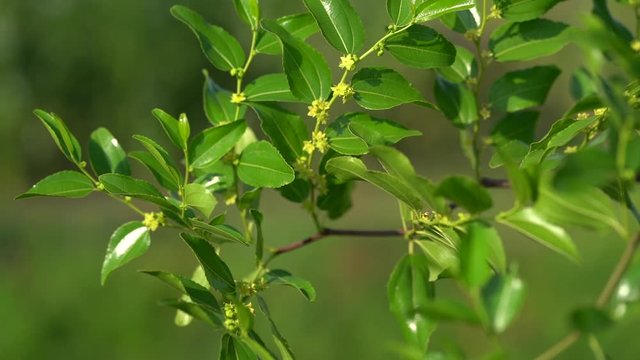 Jujube green sprout on a background of blue sky with white clouds on a sunny day. Green marmalade leaves in the sunlight. Slow motion