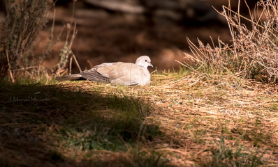 pigeon resting in the sun with wings raised