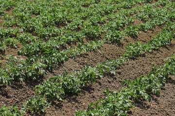 Fototapeta na wymiar fresh, new, eco, green, plant of potato on an agricultural field 