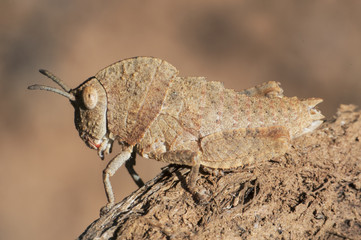 Ocnerodes fallaciosus grasshopper without wings aeroptic of impressive mimicry with the ground or a...