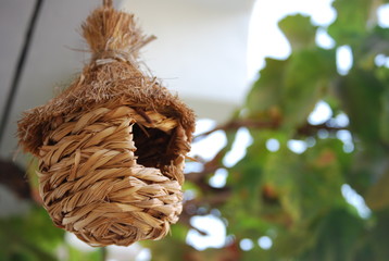 Birdhouse Hanging on Grape Vine