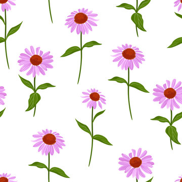 Purple flowers and green leaves seamless pattern on a white background. Vector illustration of Echinacea purpurea in cartoon simple flat style.