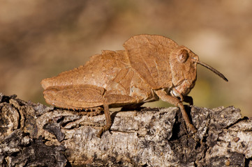 Ocnerodes fallaciosus grasshopper without wings aeroptic of impressive mimicry with the ground or a stone