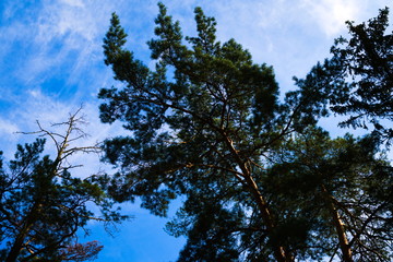 Pine branches in a blue sky and white clouds